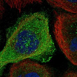 NUDT16L1 Antibody, Novus Biologicals 0.1mL; Unlabeled:Antibodies, Polyclonal